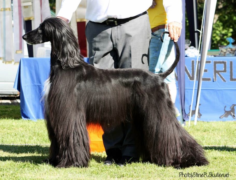 årets hanhund 2013