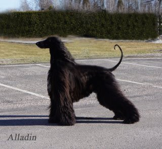 Alladin