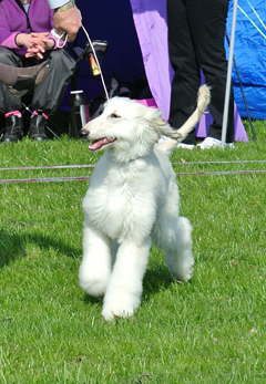 Roskilde valp 04 05 2013