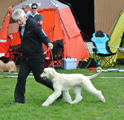 Roskilde Valp 05 05 2013