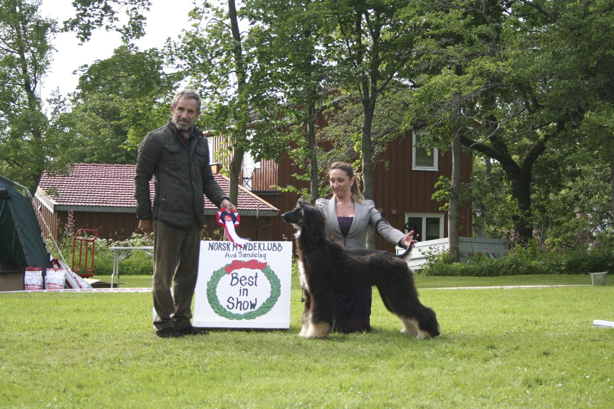 bis valp tondheim 07 07 2013