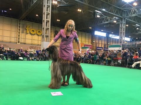 crufts2016