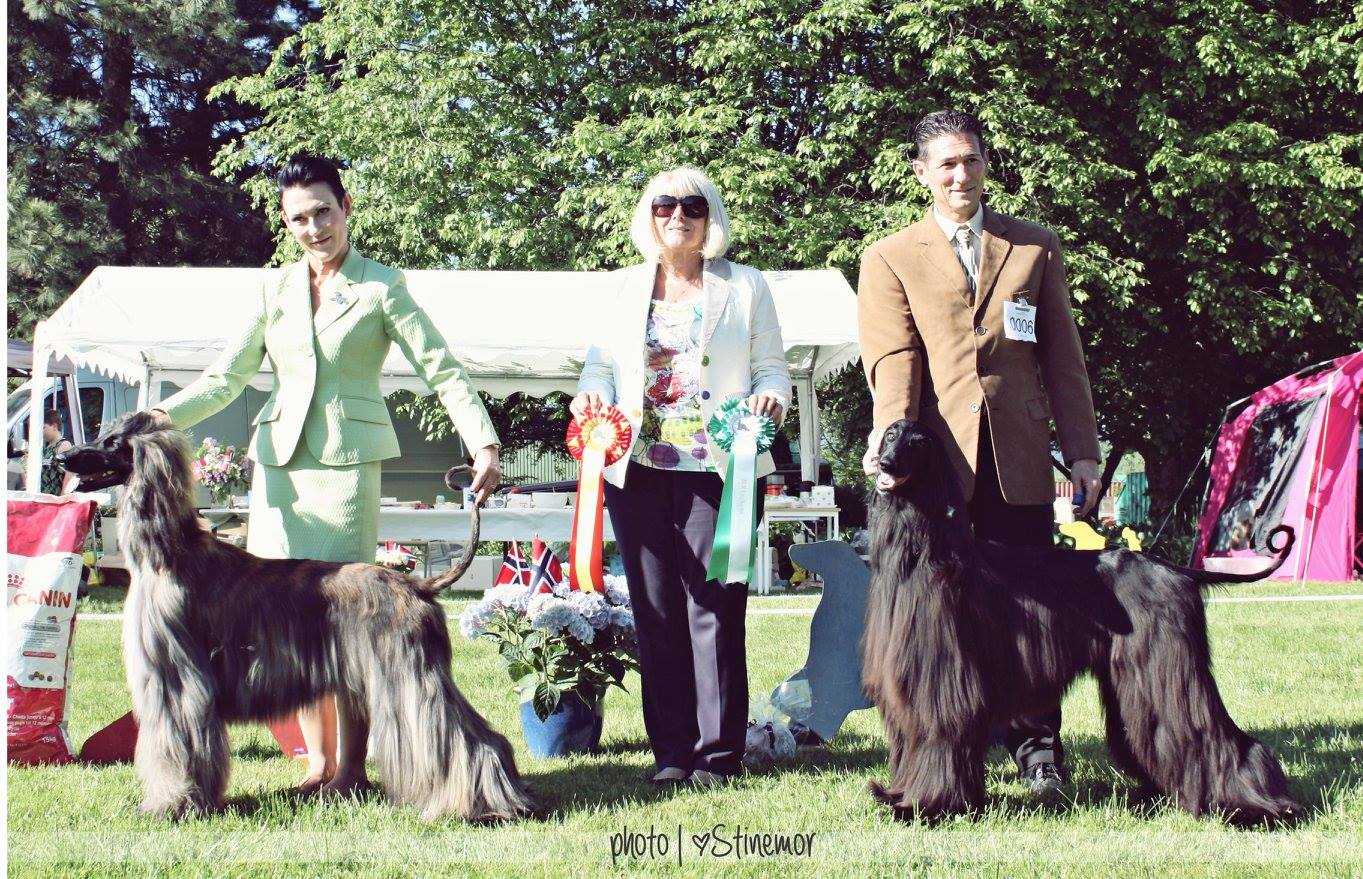 unghund2016