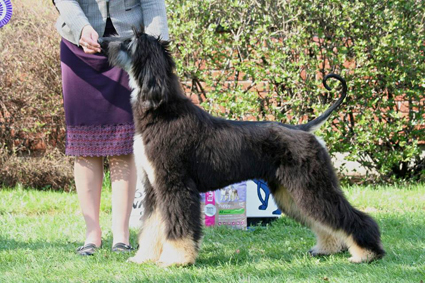 valp greyhoundklubben 18 05 2013